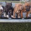 ABKC registered puppies