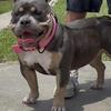 Adult female American Bully