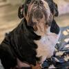 AKC English Bulldog Puppies