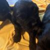 REDUCED! Miniature American Cocker Spaniel