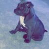 2 male American Bully puppies