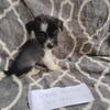 Female hairless pup