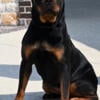 Imported Rottweiler Female