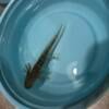 Baby axolotls different colors available