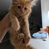 Maine coon