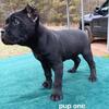Cane Corso Italian Mastiff