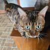 Male Bengal available now