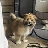 Sweet Maltipom Boy