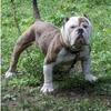 Pocket Bully 