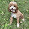 Toy poodle Stud service only!