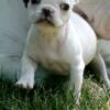 Cute Frenchie Puppy Ready to Go to a Good Home!