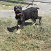 ICCF Italian Cane Corso