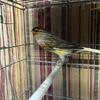 Canary male