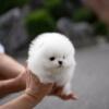 POMERANIAN PUPPIES FOR SALE