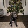 Blue Female Cane Corso 14wks