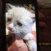 Snowshoe Siamese for sale they are 4 weeks now ready 3/23/24.  females and one seal point female