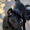 AKC Cane Corso Puppies