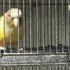 Pineapple Green Cheek Conures