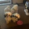 2 Shi-tzu puppies for sale