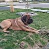 ENGLISH MASTIFF FOR STUD SERVICE