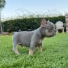 Gorgeous Lilac and Tan male frenchie