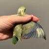 Parrotlet