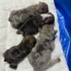 AKC Male French Bulldog puppies