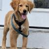 Golden retriever puppy