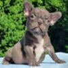 $1,590 Choco Fina - beautiful French Bulldog puppy for sale.