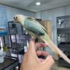 Green cheek conures tame and hand fed