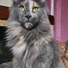 European Maine Coon Females – 7 Months Old – Breeding Quality