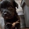 Yorkie mix puppies