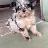 Toy corgipoo. ( toy poodle / corgi ) puppies