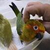 Sun Conure