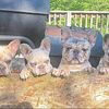 High Quality French Bulldogs adults x pups