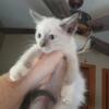 Ragdoll Snowshoe Siamese 2 left