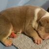 Olde English Bulldog puppies