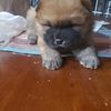 Chow Chow Puppies with CKC Reg Papers 4 Weeks Old and Black Chow 5 months Old female