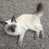 Ragdoll Kitten Looking for a Loving Home 🐾