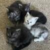 Maine Coon Kittens CFA - northern Illinois