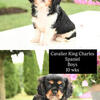 Cavalier King Charles Spaniel ready!! 