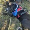 Creed  this goofy boy is needing a forever home!
