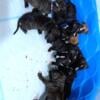 11 puppies 8 males 3 females 