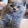 British shorthair for sale
