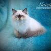 Color Pointed Persian