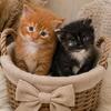 Maine Coon Kittens