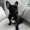 3 month old - Brindle Frenchie Male