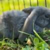 Pumpernickel, Baby Plush Lop male bunny rabbit