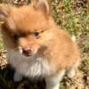 Pomeranian pups CKC registered “PRICE REDUCED”