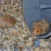 Syrian hamsters